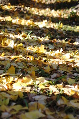 イチョウの落ち葉