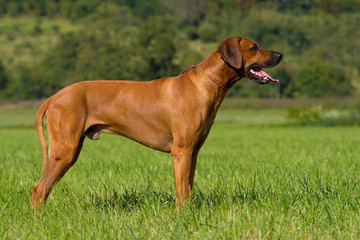 Rhodesian Ridgeback