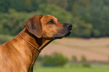 Rhodesian Ridgeback