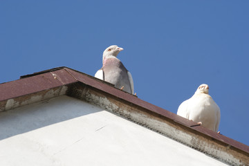 gołębie na dachu