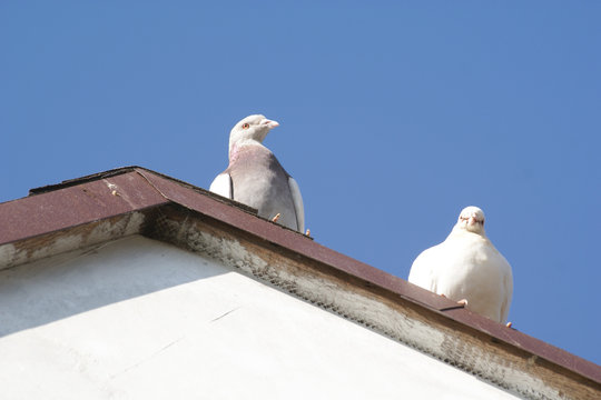 gołębie na dachu