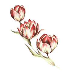 Bouquet of tulips. Hand draw watercolor illustration