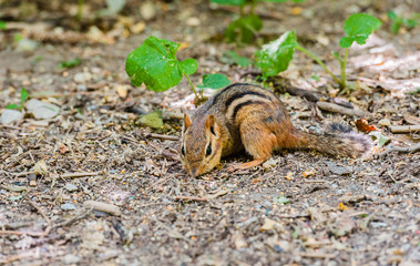 Close-up of chipmunk foraging on ground.