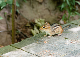 Alert chipmunk on wood deck in shadow.