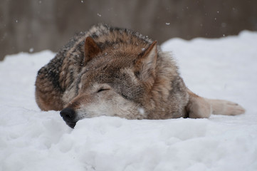 Grey Wolf sleeping in the snow