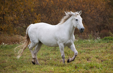 White horse running through the grass