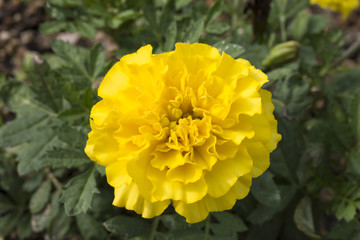 黄色いマリーゴールド