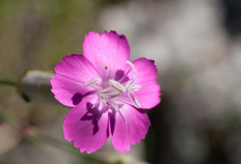 Macrophotographie d'une fleur sauvage: Oeillet des rochers (Dianthus sylvestris)