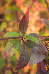 Colorful autumn leaves