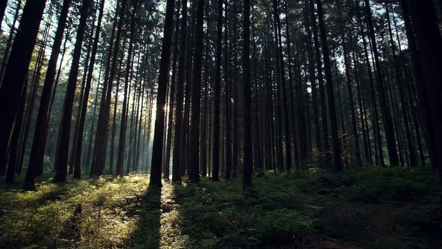 A beautiful morning with sunrays shining through the forest trees.