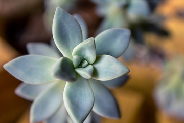 Succulent 