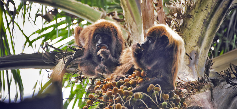 Brown howling monkey cub eating palm fruit