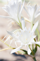 lily white wild