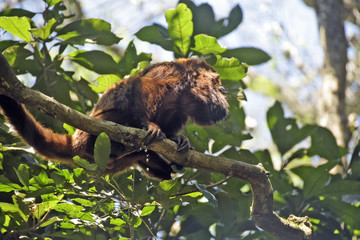 Brown howling monkey on the tree top