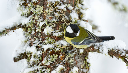 Great tit in winter