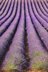 Naklejka na ściany i meble Lavender field in Provence