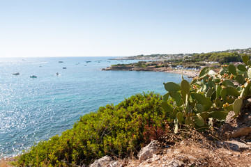 prickly pears grown up by the sea