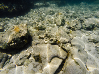 Sea bottom