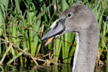 Grey Mute Swan Cygnet