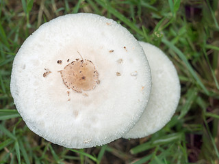 Fresh mushrooms on the field at the village green, The rainy and