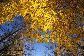 Beautiful autumn trees and blue sky