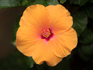 Beautiful hibiscus flower on nature background