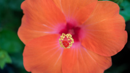 close-up carpel, orange hibiscus flower, selective focus