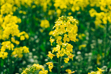 Rapeseed flower