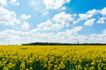 Obraz premium Meadow of rapeseed