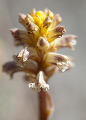 Macrophotographie d'une fleur sauvage: Orobanche couleur d'Amethyste (Orobanche amethystea)