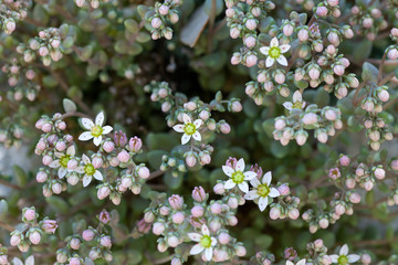Macrophotographie d'une fleur sauvage: Orpin blanc (Sedum album)