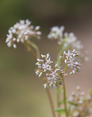 Macrophotographie d'une fleur sauvage: Orpin blanc (Sedum album)