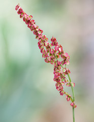 Macrophotographie d'une fleur sauvage: Oseille (Rumex acetosa)