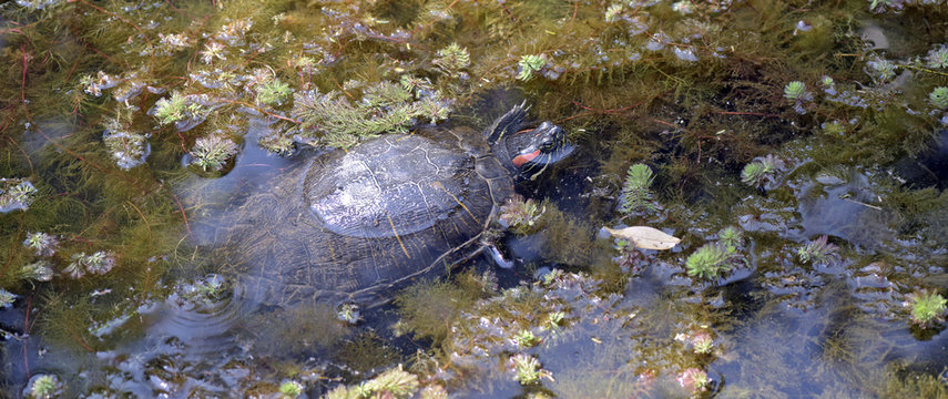 Turtle submerged among the foliage lake