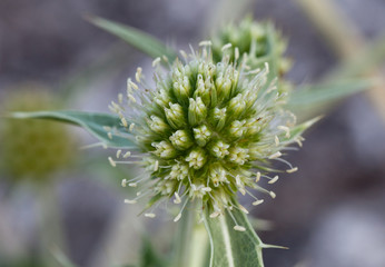 Macrophotographie d'une fleur sauvage: Panicaut champetre (Eryngium campestre)