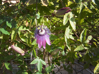 Blossoming Passiflora flower