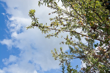 Almond tree with ripe nuts