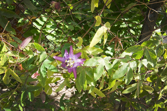 Blossoming Passiflora flower