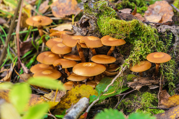 Sheathed woodtuft mushrooms on a dead tree covered with moss