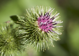 Macrophotographie d'une fleur sauvage: Petite bardane (Arctium minus)