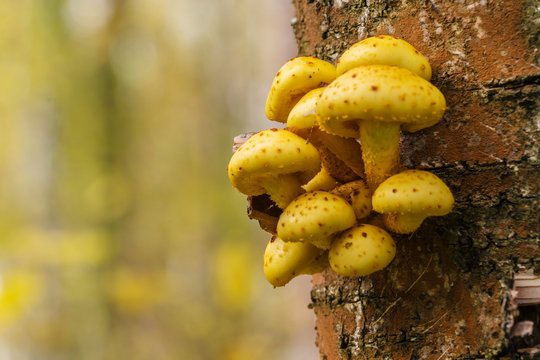 Wood background with Pholiota aurivella mushrooms on a tree