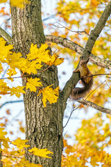 Cute little squirrel on an maple tree