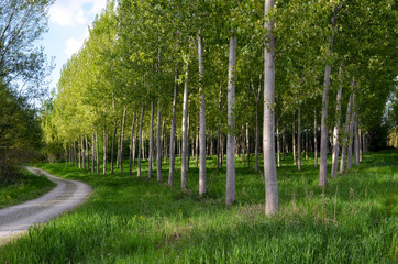 Countryside pathway with lines of poplar trees and grass