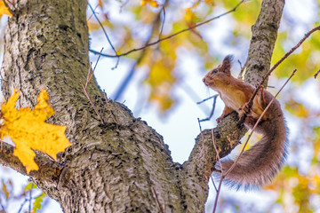 Cute little squirrel on an maple tree