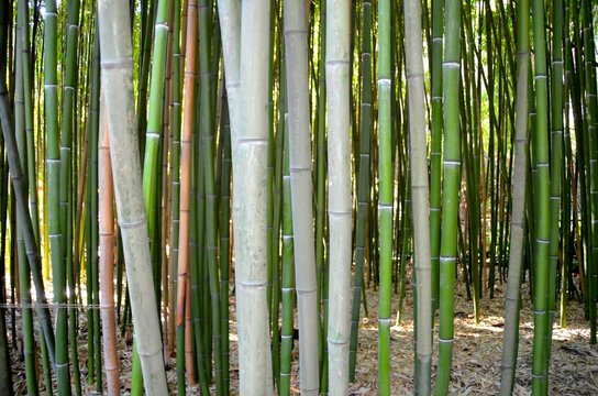 Бамбук.Никитский ботанический сад.Ялта.Россия