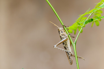 Brown grasshopper caught on branches.