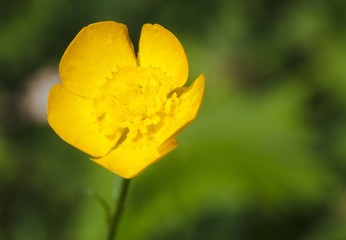 Macrophotographie d'une fleur sauvage: Renoncule acre (Ranunculus acris)
