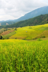 Obraz premium Rice terraces