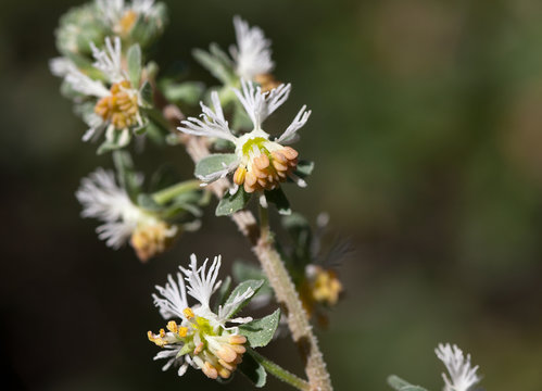 Macrophotographie d'une fleur sauvage: Reseda de Jacquin (Reseda jacquini)