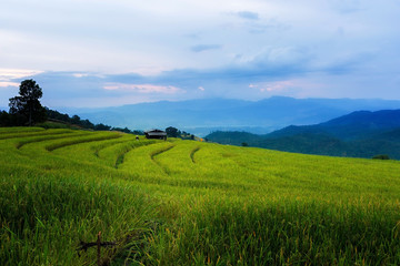Fototapeta premium Rice terraces